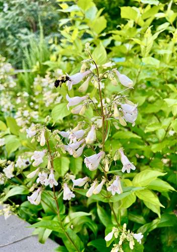 Gallery Image Penstemen_digitalis_2025-1.jpg