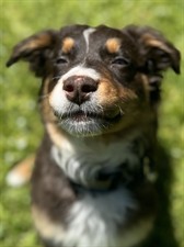 Premier Paws LLC