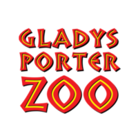 Gladys Porter Zoo Hosts Annual Ocelot Run