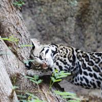 Seeing Spots: A new ocelot joins the Gladys Porter Zoo family