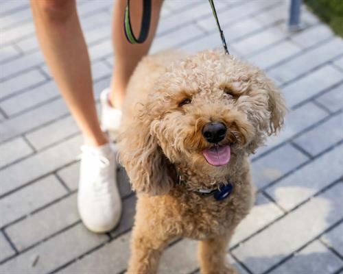 Gallery Image WEST_FALLS_PETS_AND_CHILDREN_2025_LOW_RES__4014.jpeg