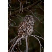 Night Hike: Owl Prowl at Shaker Village