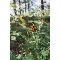 Monarch Butterfly Tagging at Shaker Village