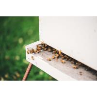 Introduction to Bee Keeping at Shaker Village of Pleasant Hill
