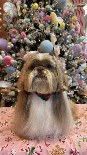 Full coated Shih-tzu