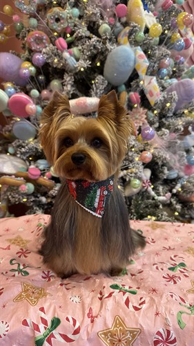 Full coated Yorkshire Terrier