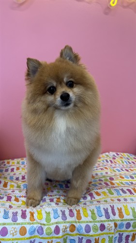 Pomeranian