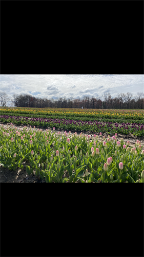 Dalton Farms Tulips