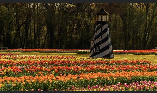Lighthouse and Tulips at Dalton Farms 