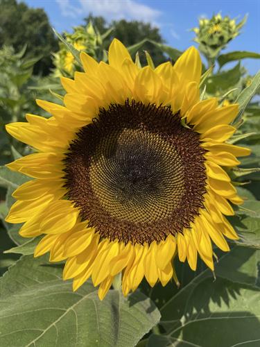 Sunflower at Dalton Farms
