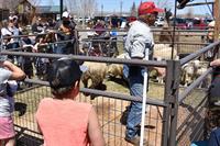 "Sheep Shearing Day"