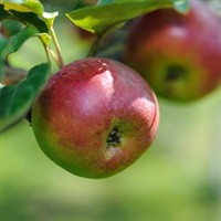 Ed Young Apple Orchard Trek