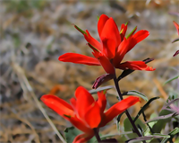 “Kids Corner: Wyoming Wildflowers”