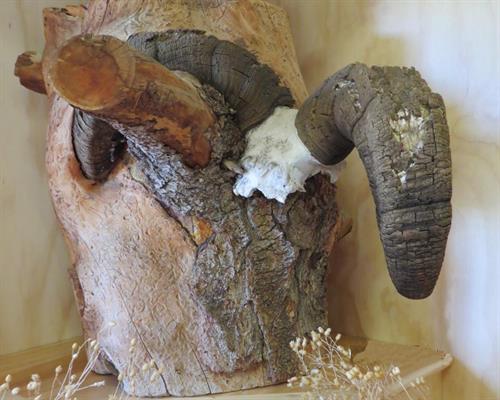 Embedded Big Horn Sheep Horns