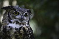 Horned Owl Draper Raptor Experience