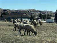 National Bighorn Sheep at the Riverton Museum