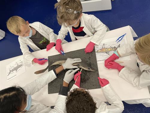 Gallery Image dissection_shark.JPG