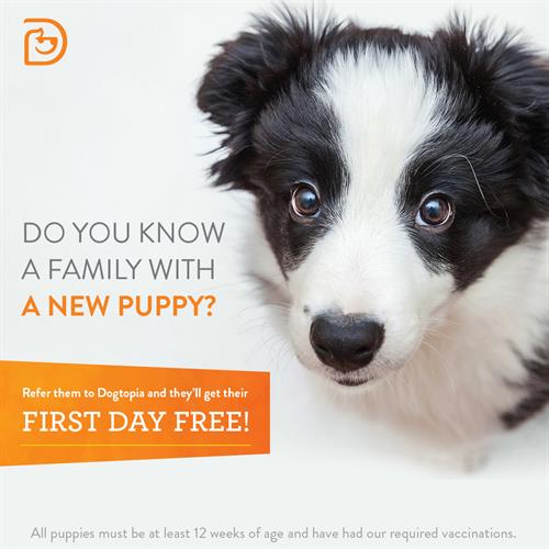 Do you know someone who has a puppy? We would love to help them raise a healthy, well-rounded dog.