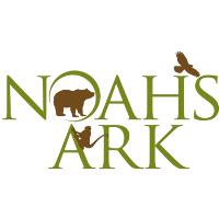 Noah’s Ark Animal Sanctuary Welcomes Black Bear and Kinkajou