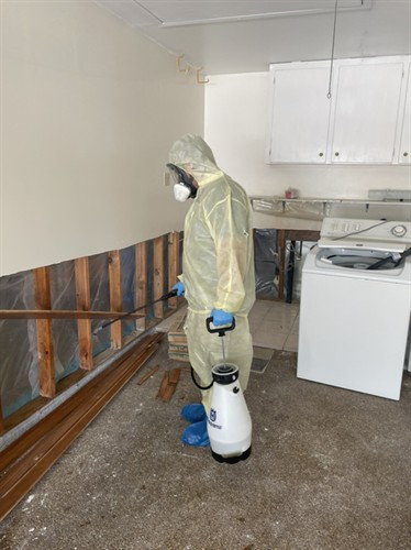 Mold Remediation Houston