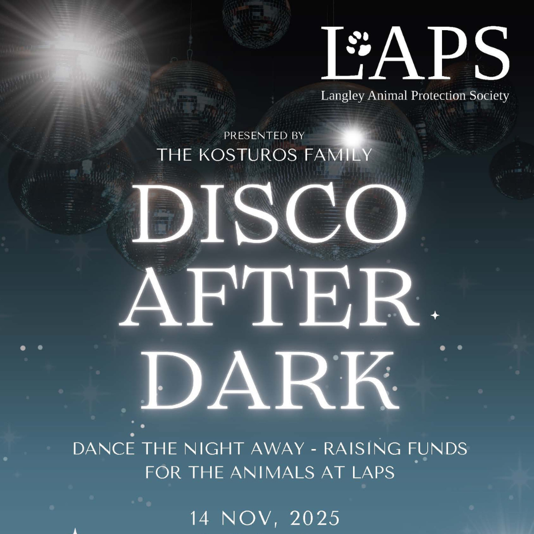 Image for Disco After Dark to Support LAPS