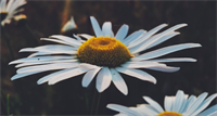 Wild Daisy Counselling & Consultation