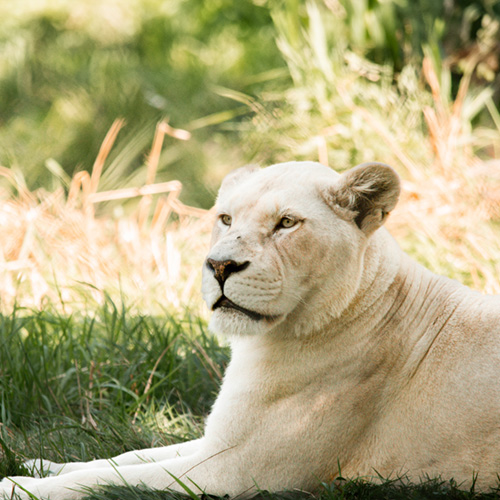 Meet Kasal, a white lion here at the Greater Vancouver Zoo. 