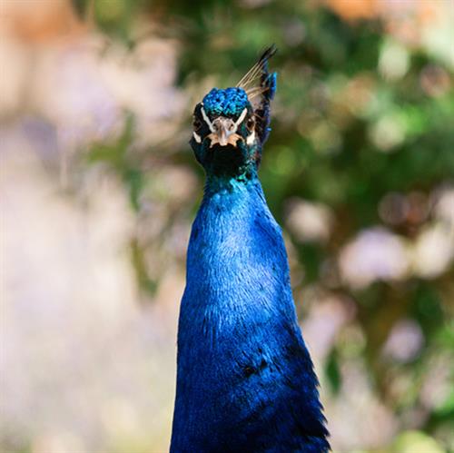 Get to know the personalities of each of our peacocks.