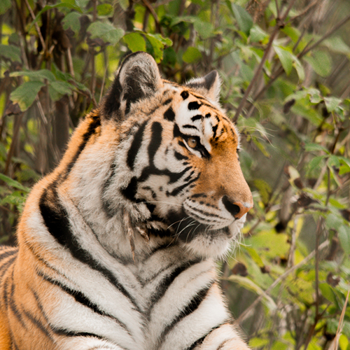 Meet Hana, a siberian tiger here at the Greater Vancouver Zoo.