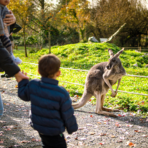 Walkabout on a guided path and get right up close to Wallabies and Kangaroos.