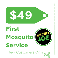 Mosquito Joe - Daphne