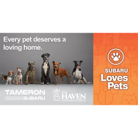The Haven Partners with Tameron Subaru for Subaru Loves Pets® Month to Help More Dogs Find Loving Homes