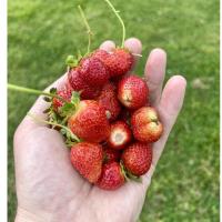 U-Pick Organic Strawberry Field