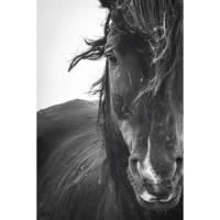 Wild West Exhibit - The Photographic Art of Tim West