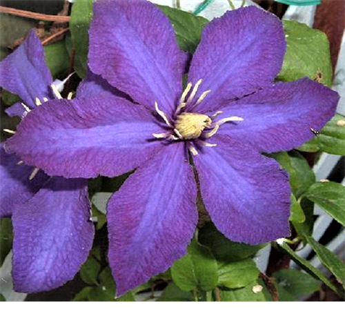 And we're the experts on Clematis!