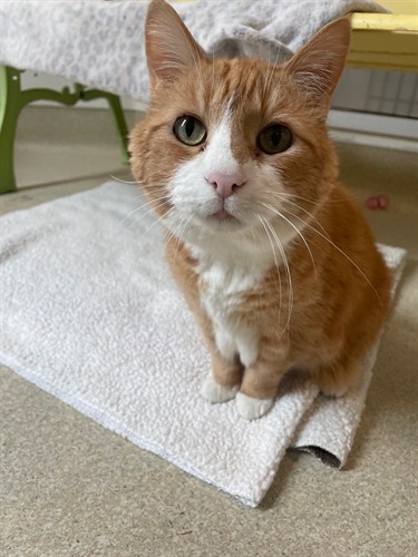Ginger