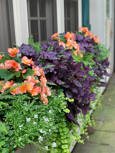 Gallery Image IMG_0071.JPG