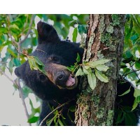 Nature Discovery Table: Bear Buddies