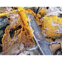 Nature Discovery Table: Nature is Yucky