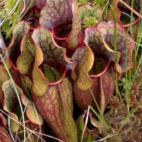 Bog Discovery: A Self Guided Journey