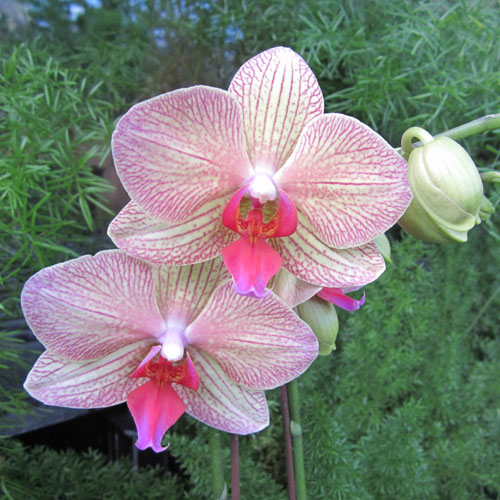 Orchids always available in the greenhouse