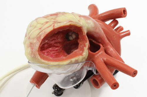 Beating heart model for demonstration of device placement for valve catheterization