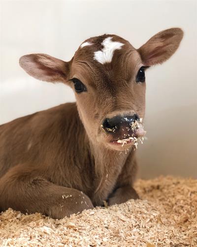 Gallery Image Jersey_calf_photo_by_Lexi.jpeg