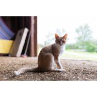 KPA! funds FREE Rural Cat Spay/Neuter Clinic and Education for HUNT, Tx Residents