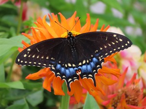 Joanne H. Van Woert, MDPC