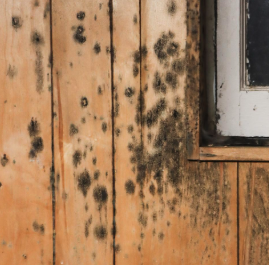 Severe black mold growth found inside a home — we eliminate dangerous mold at the source. Severe black mold growth found inside a home — we eliminate dangerous mold at the source.