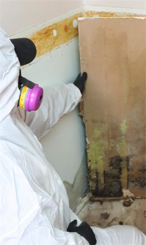 Mold remediation technician uncovering hidden mold behind damaged drywall — protecting your health. Mold remediation technician uncovering hidden mold behind damaged drywall — protecting your health.