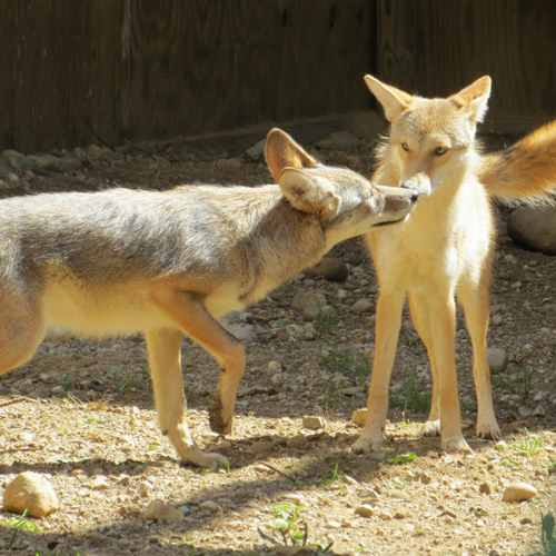  Kala (lighter color) and Biscuit (Darker Color) our permanent residents! 
