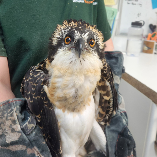 Wildlife Rehabilitation 