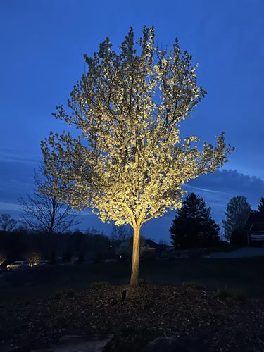 Up Lights on tree